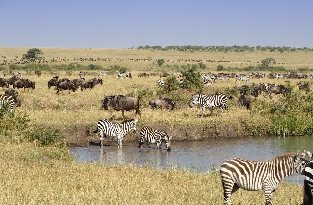 Cost of 5 Days budget Tanzania wildlife safari holiday vacation